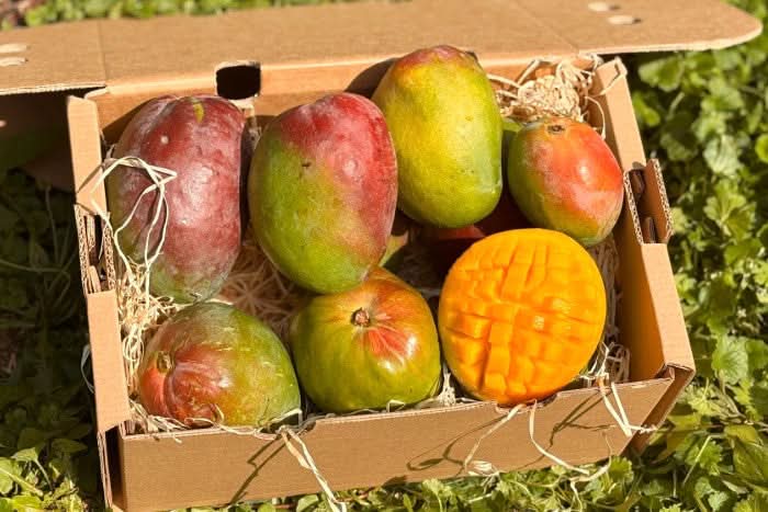 Mango Zill von Julian Sparbox - Image 2