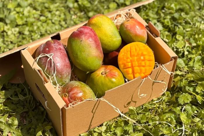 Mango Zill von Julian Sparbox - Image 4