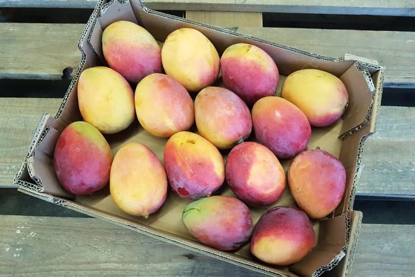 Mango Sensacion Bio Box