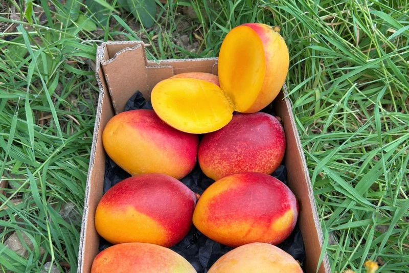Mango Sensacion Bio Spätsorte von Paco Sonderpreis %