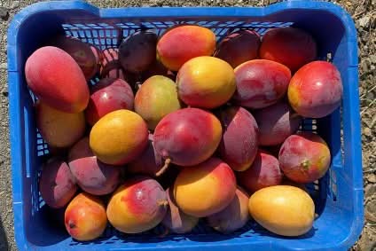 Mango Sensacion Bio Spätsorte von Paco Sonderpreis % - Image 2