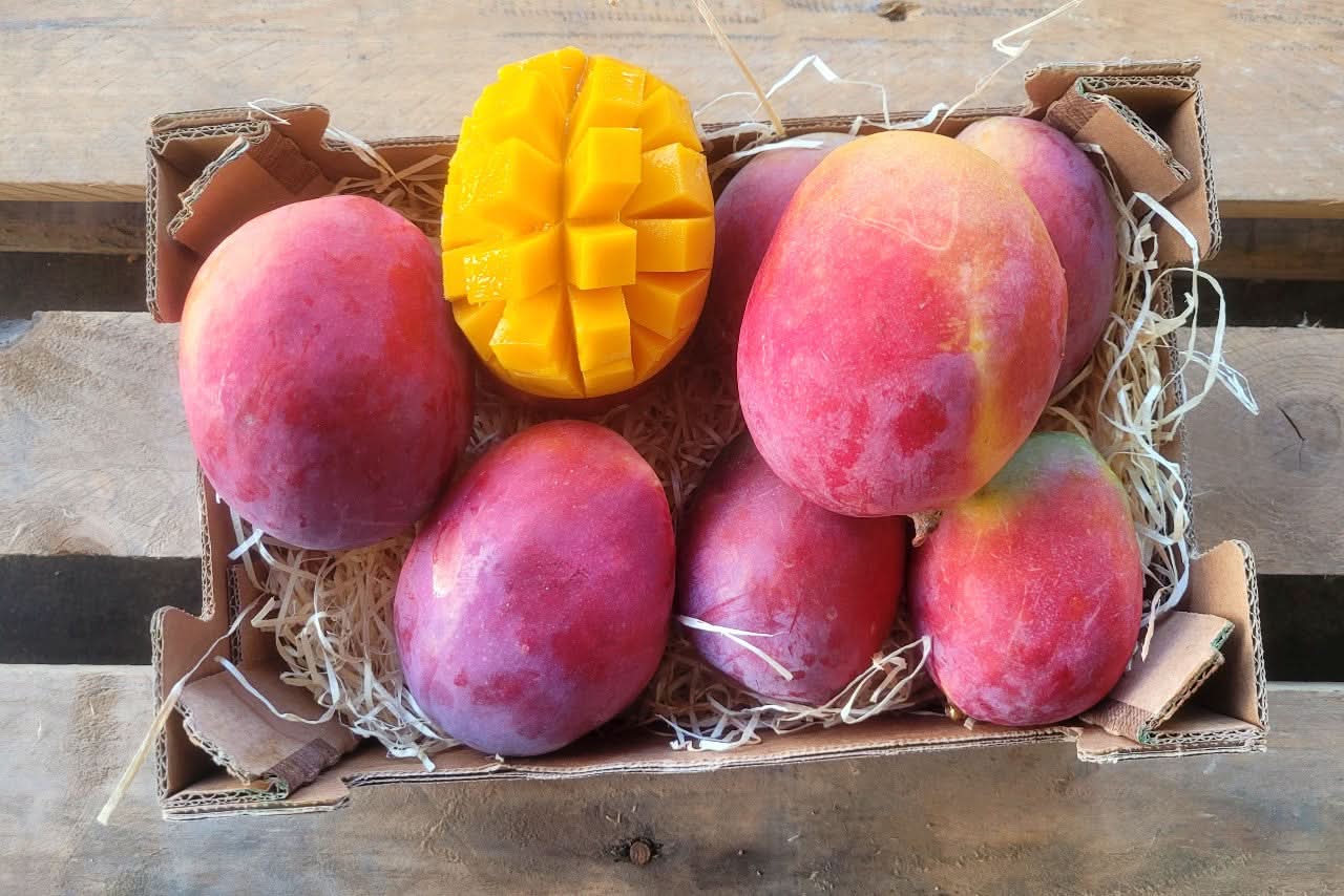 Mango Sensacion von Julian Aktionswoche