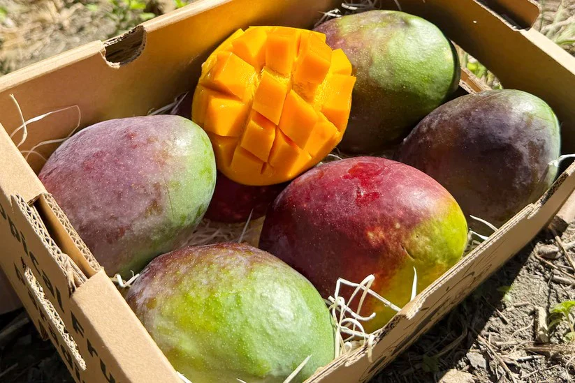 Mango Sensacion von Julian Aktionswoche - Image 4