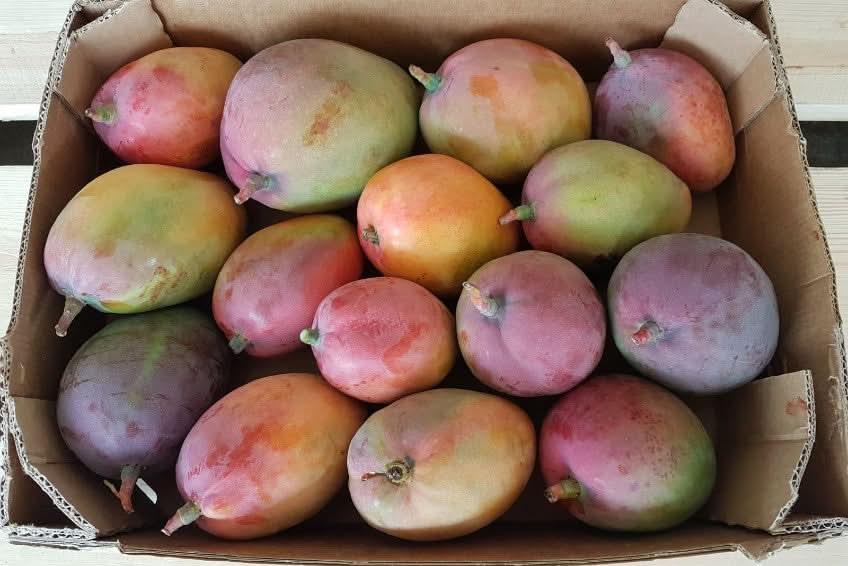 Mango Tommy Atkins wild von Rufino Box