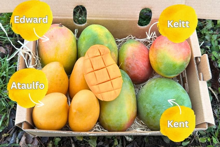 Mango-Träume Mix-Box 2kg Community-Deal % - Image 2