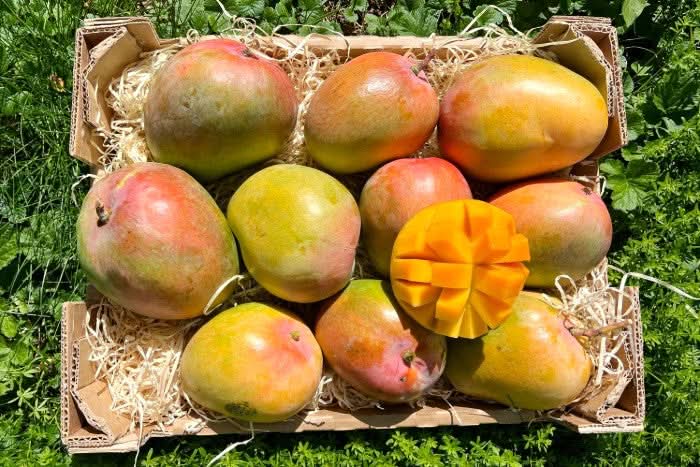 Mango Tropigold von Antonio Sonderaktion