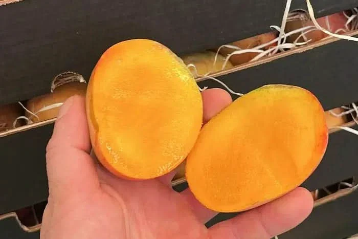 Mango Tropigold von Antonio Sonderaktion - Image 3