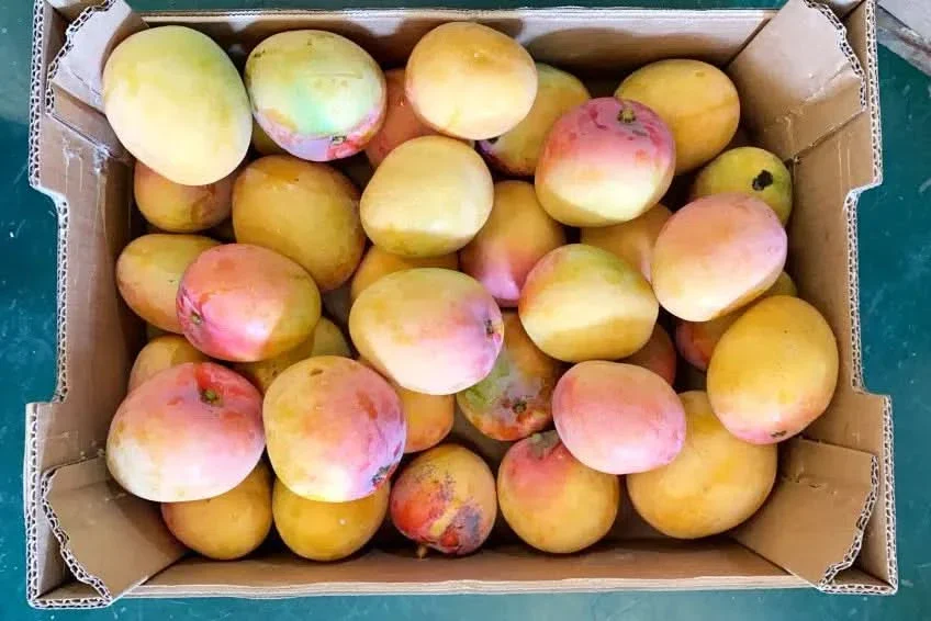 Mango Tropigold von Antonio - Image 3