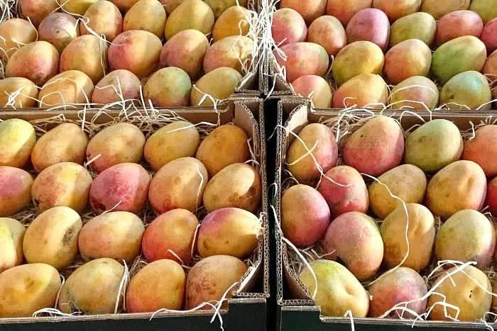 Mango Tropigold von Antonio - Image 4