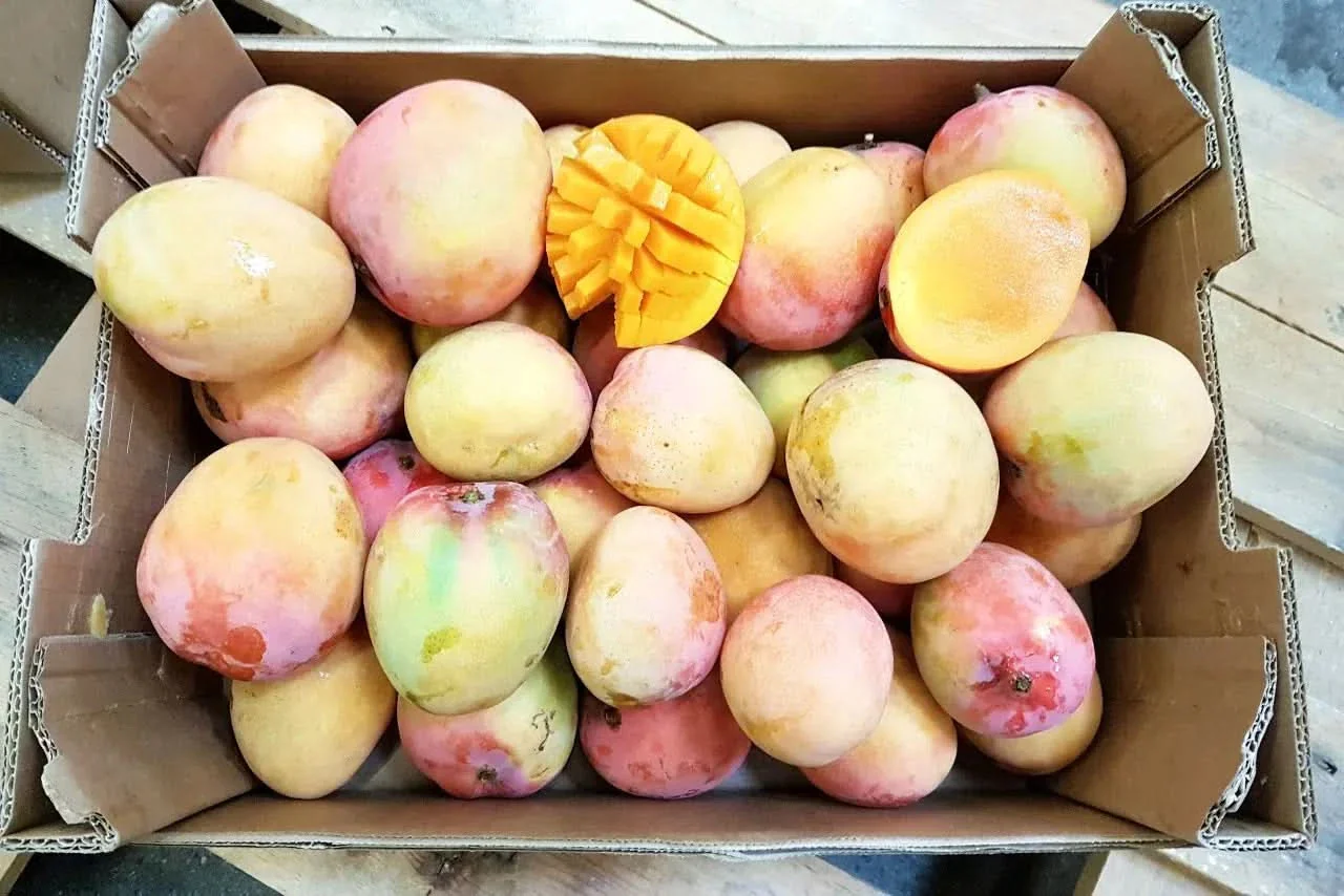Mango Tropigold von Antonio - Image 6
