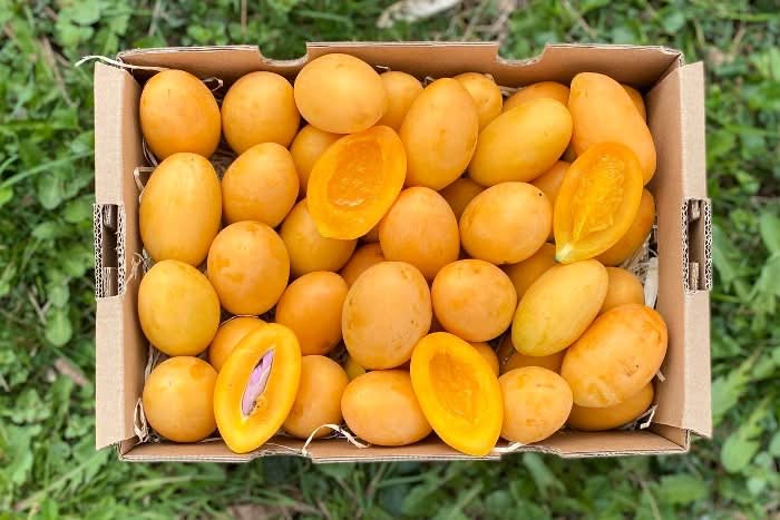 Mangopflaume (Maprang) naturbelassen Kipepeo