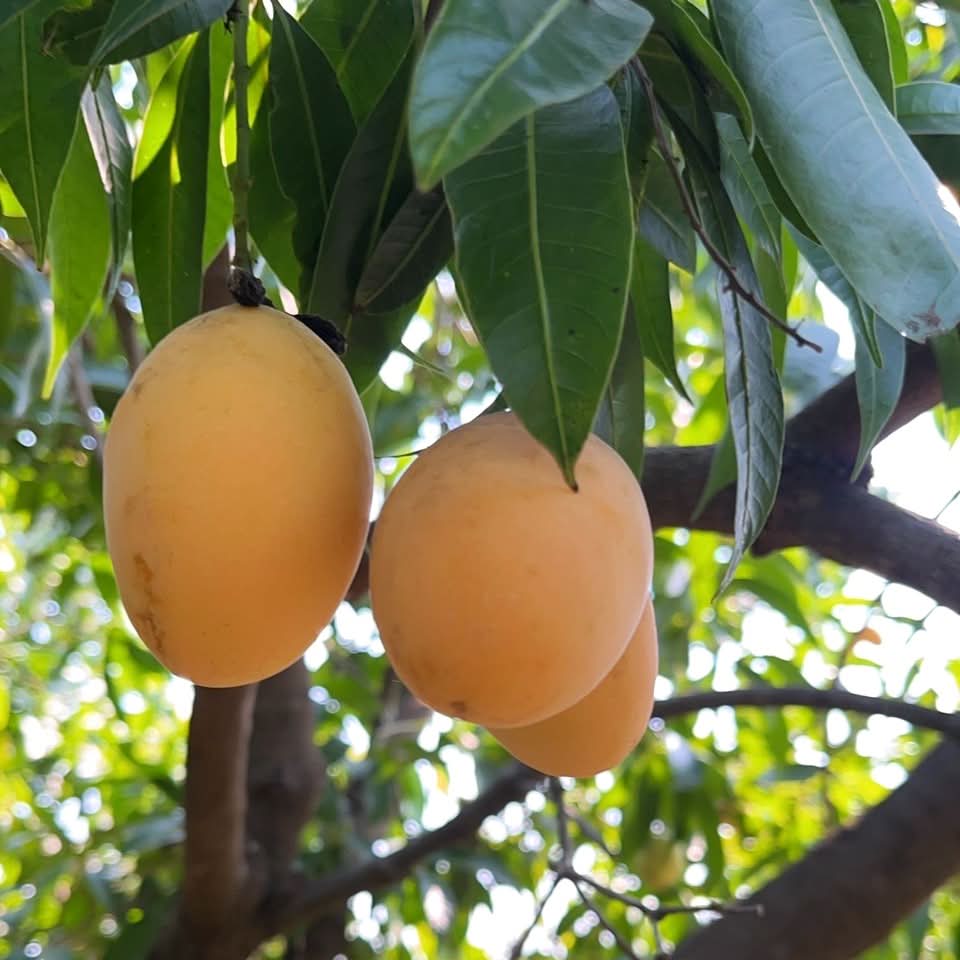 Mangopflaume (Maprang) naturbelassen Kipepeo - Image 3