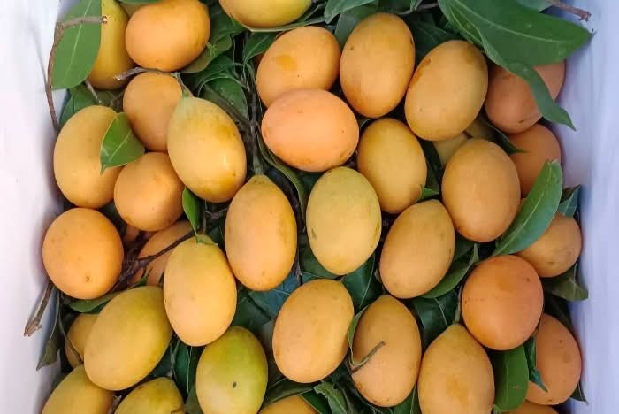 Mangopflaume (Maprang) naturbelassen Kipepeo - Image 6