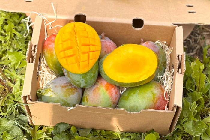 Mango Lippens von Julian Sparbox - Image 2