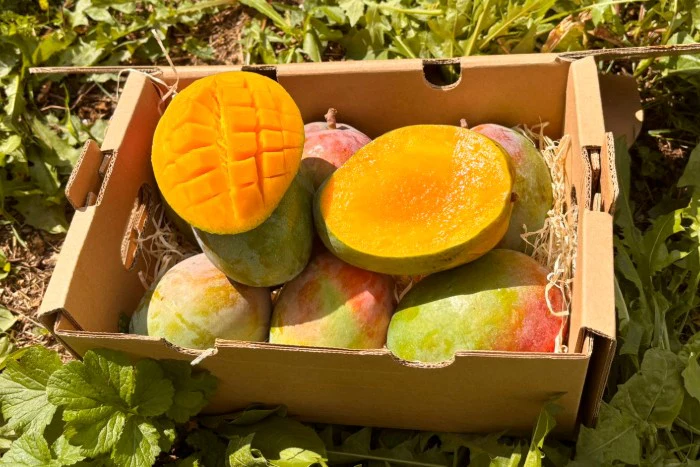 Mango Lippens von Julian Sparbox - Image 5