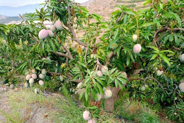 Mango "Lippens" von Julian Aktionswoche - Image 7