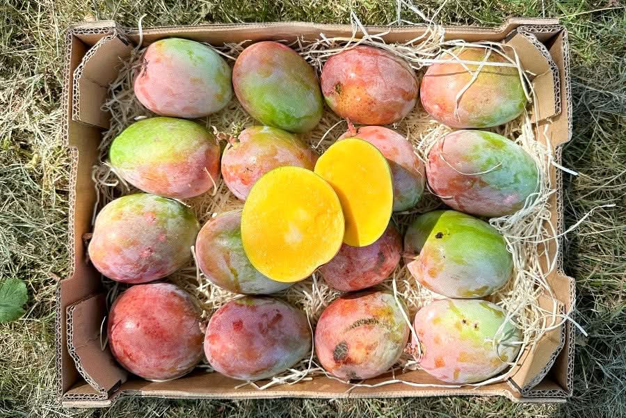 Mangorarität Manzanita (Apfelmango) von Julian Sparpreis-Box