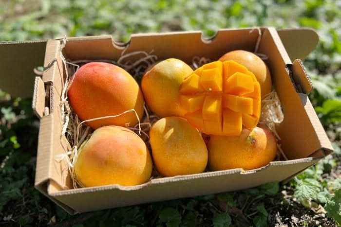 Mango Maya wild von Julian Sparbox - Image 2