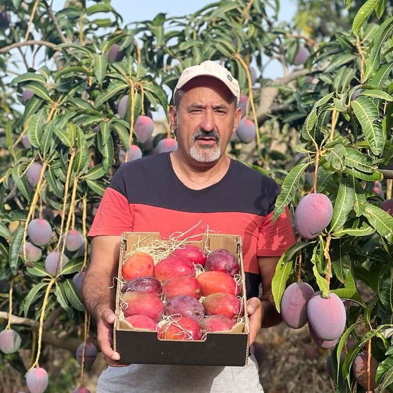 Mango "Venezolano" von Antonio - Image 2