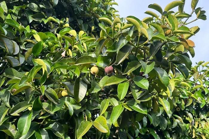 Mangostan naturbelassen von Juan - Image 8