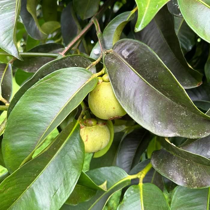 Mangostan naturbelassen von Juan - Image 9
