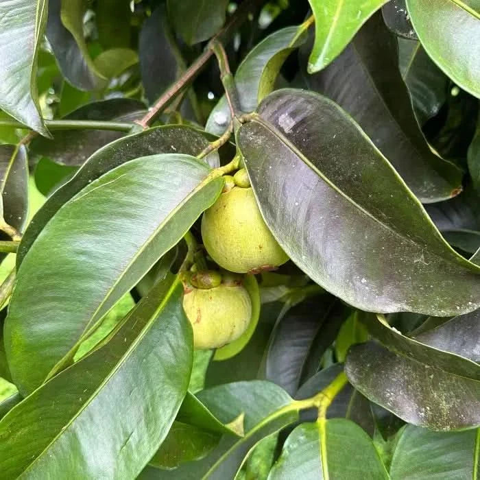 Mangostan unbehandelt Thailand 1,5kg Box Promo % - Image 10