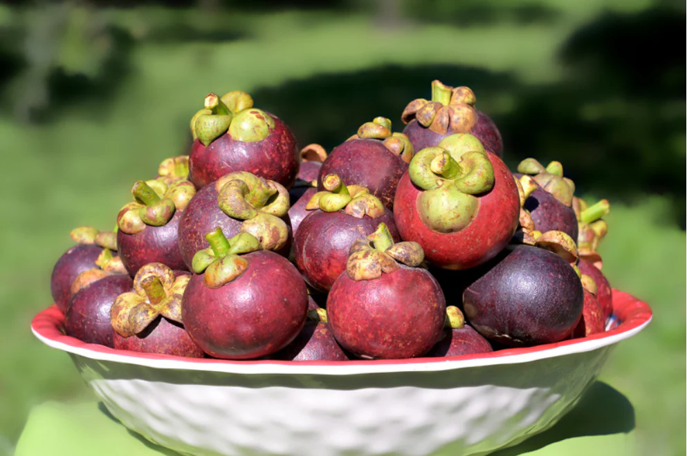 Mangostan unbehandelt Thailand 1,5kg Box Promo % - Image 8