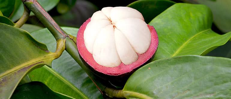 Mangostan unbehandelt Thailand 1,5kg Box Promo % - Image 9
