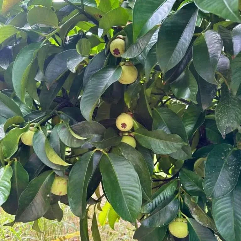 Mangostan unbehandelt Thailand 1,5kg Box Promo % - Image 11