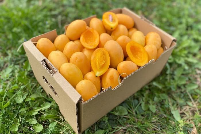 Mangopflaume "Maprang" 200g - Image 2