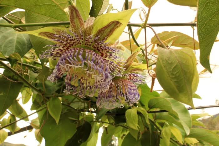 Maracuja "Sweet Emerald" von Familie Bolivar Kennenlernpreis - Image 7