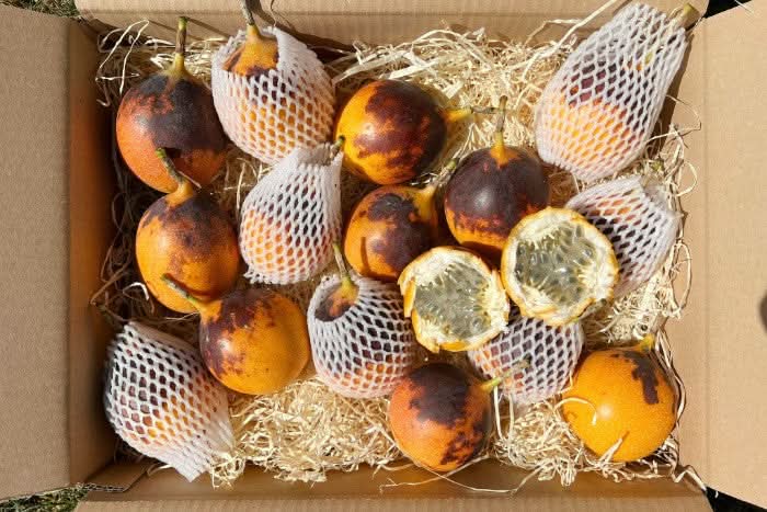 Granadilla Retter-Box