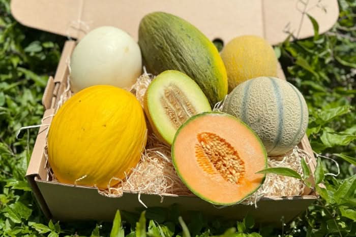 Melonen-Mix Bio 5er Box - Image 2