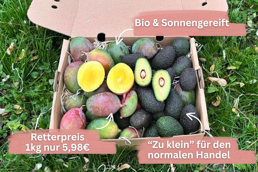 Mini Mango & Avocado Retterbox - Image 2