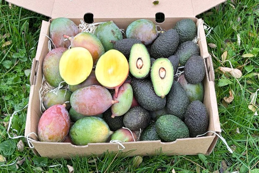 Mini Mango & Avocado Retterbox - Image 4