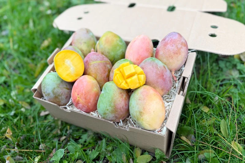Mini-Mango Keitt Bio Sonderpreis % - Image 2