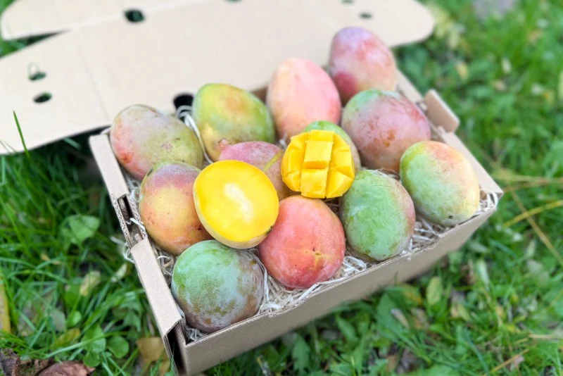 Mini-Mango Keitt Bio Sonderpreis % - Image 4