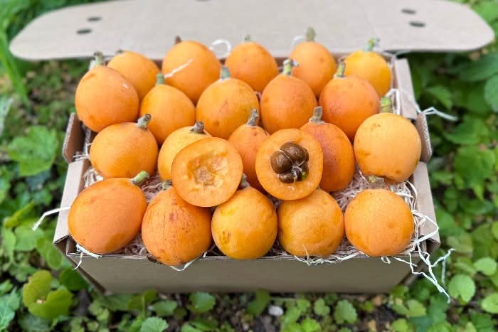 Nisperos (Japanische Mispel/Loquats) 300g