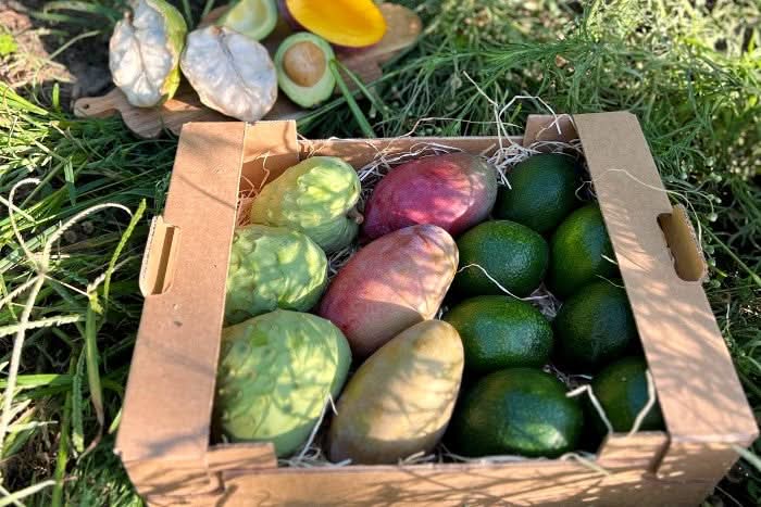 Obstbox "Cher-Man-Cado" von Julian