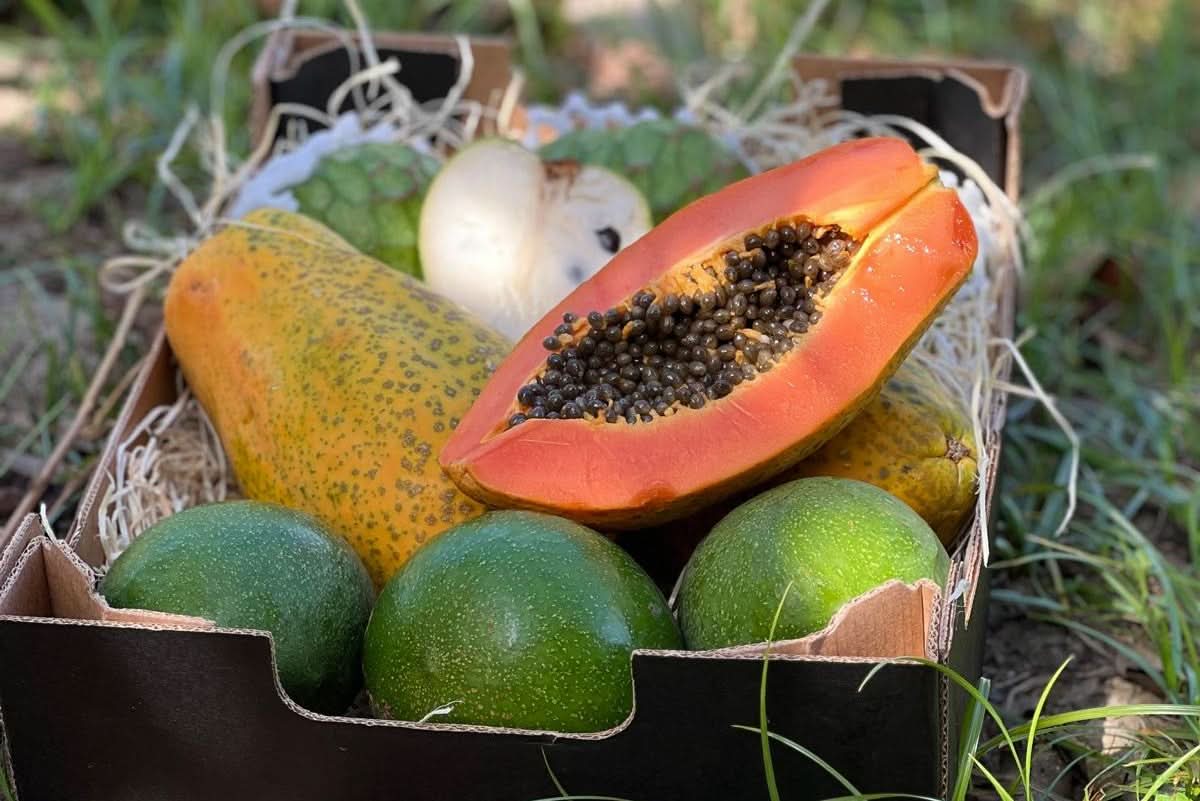 Obstbox "Cher-Pa-Cado" Bio von Julian Sparpreis - Image 3