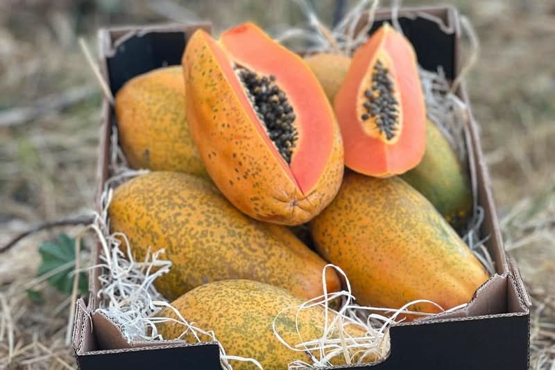 Obstbox "Cher-Pa-Cado" Bio von Julian Sparpreis - Image 7