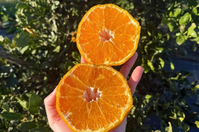 Orangen Mix Bio 1kg - Image 2