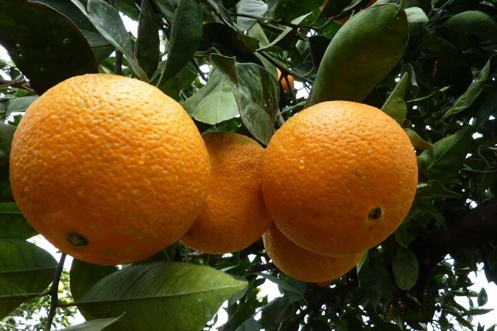 Orangen Valencia Late Bio Fratelli Bilardi Kalabrien Sonderaktion % - Image 4