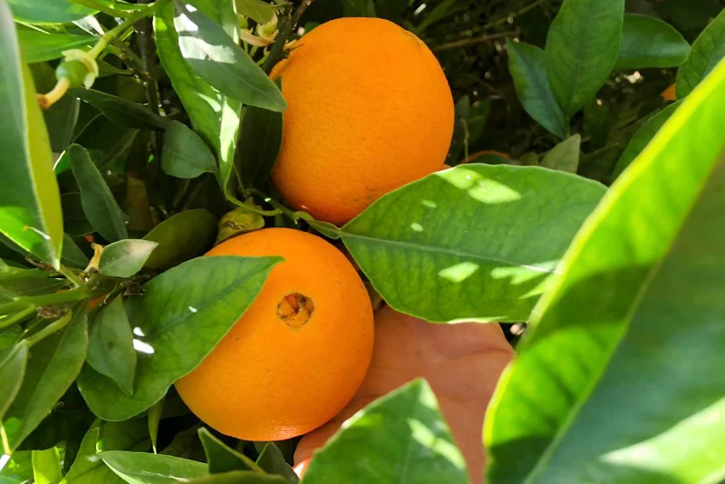 Orangen Valencia Bio Sizilien Sonderaktion % 8kg - Image 4