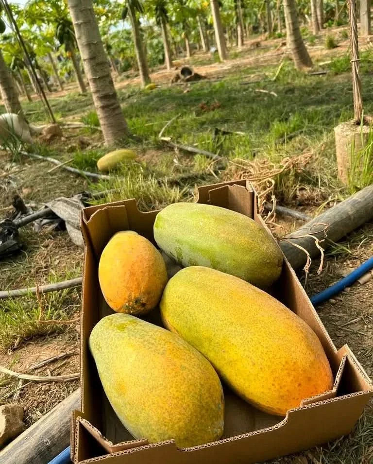 Papaya Bio von Julian Wochenaktion % - Image 3