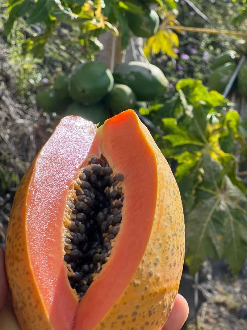 Papaya Bio von Julian Wochenaktion % - Image 4