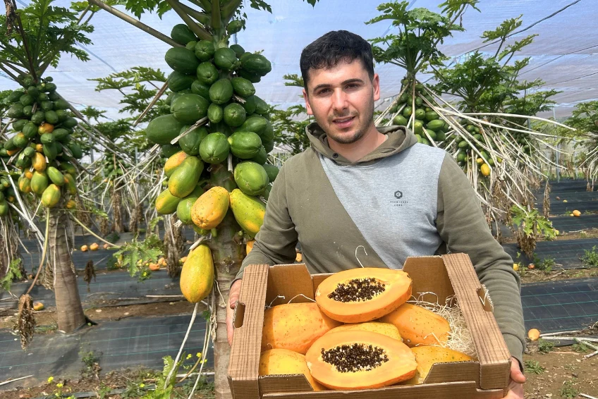 Papaya von Salvador Kennenlernpreis % 4kg Box - Image 2