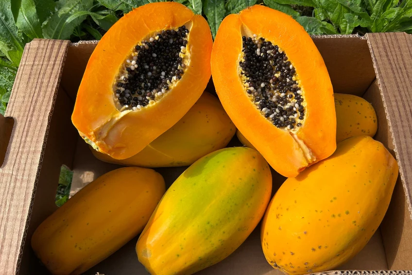 Papaya von Salvador Kennenlernpreis % 4kg Box - Image 4