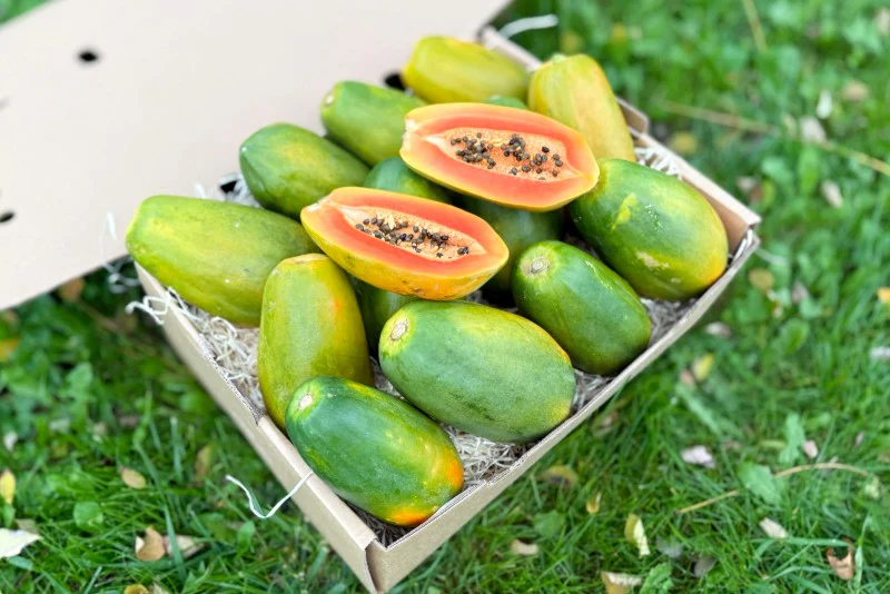 Papaya "Red Lady" reifgeerntet - Image 2