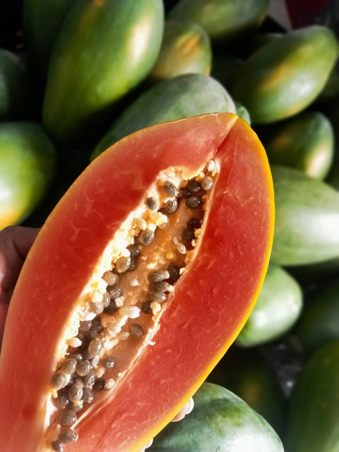 Papaya "Red Lady" reifgeerntet - Image 4